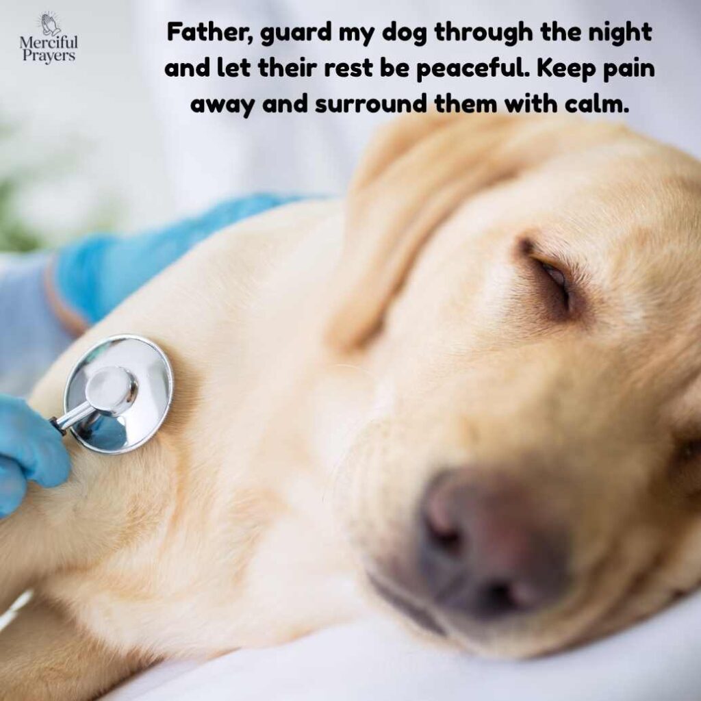 Prayers for Sick Dog Protection